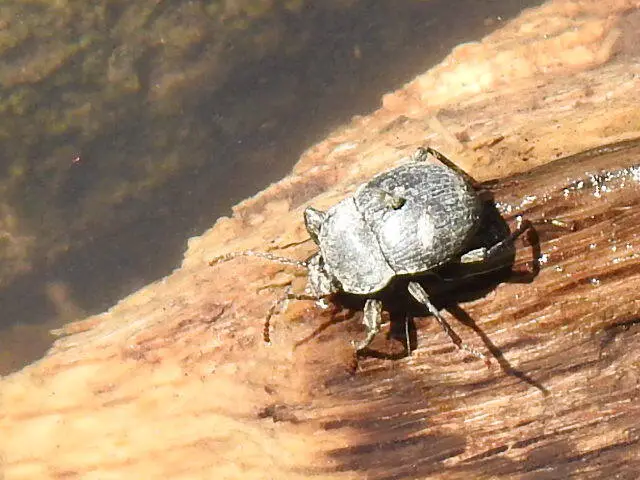 Accanthopus velikensis