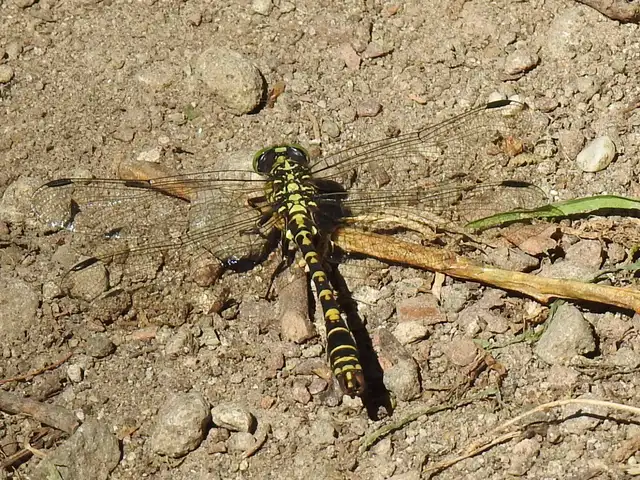 Onychogomphus forcipatus - gyűrűs folyami-szitakötő Onychogomphus forcipatus - gyűrűs folyami-szitakötő