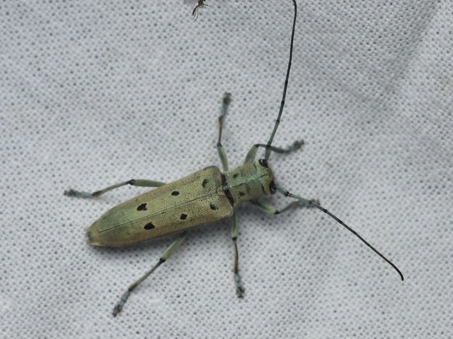 Saperda octopunctata - nyolcpontos cincér