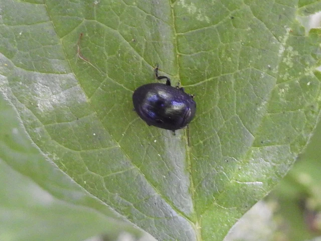 Chrysolina oricalcia - bronzos levélbogár
