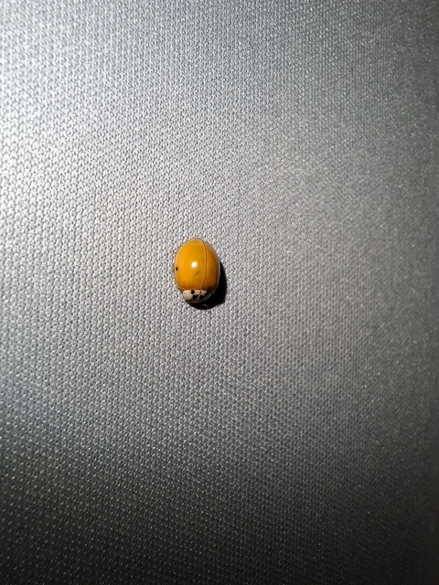 Harmonia axyridis - harlekinkatica