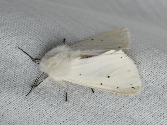 Spilosoma lubricipedum - tejszínű medvelepke
