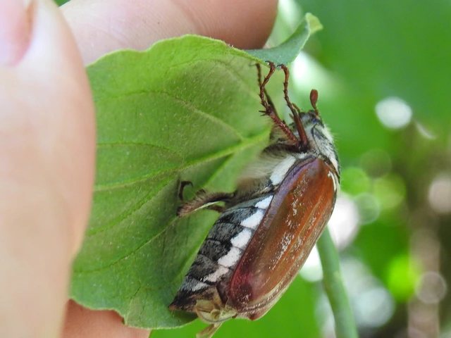 Melolontha pectoralis - hamvas cserebogár