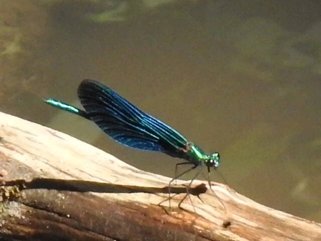 Calopteryx virgo - kisasszony-szitakötő
