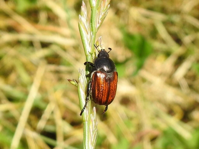 Anisoplia tempestiva - gabonaszipoly