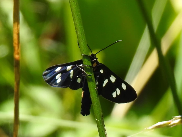 Amata phegea - fehérpettyes álcsüngőlepke