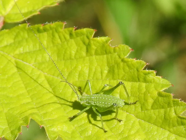 Leptophyes albovittata - közönséges virágszöcske