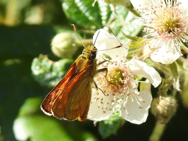Ochlodes sylvanus - erdei busalepke