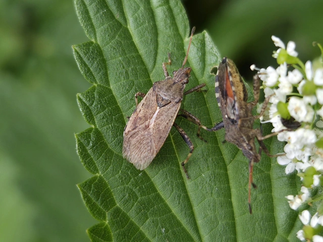 Ceraleptus gracilicornis - tüskéslábú karimáspoloska
