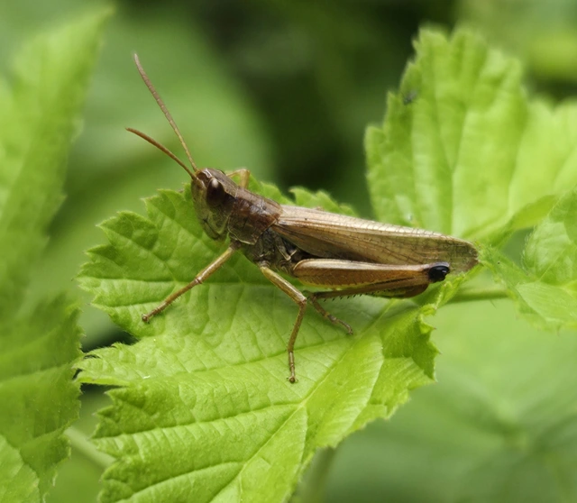 Pseudochorthippus parallelus - közönséges rétisáska