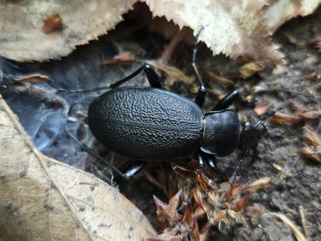 Carabus coriaceus - bőrfutrinka