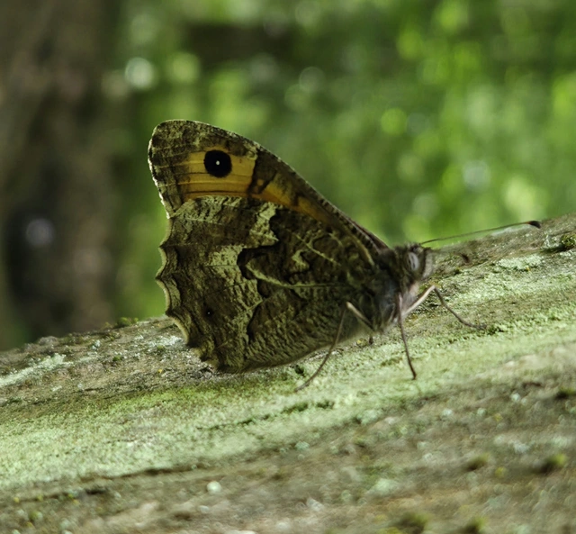 Hipparchia semele - barna szemeslepke