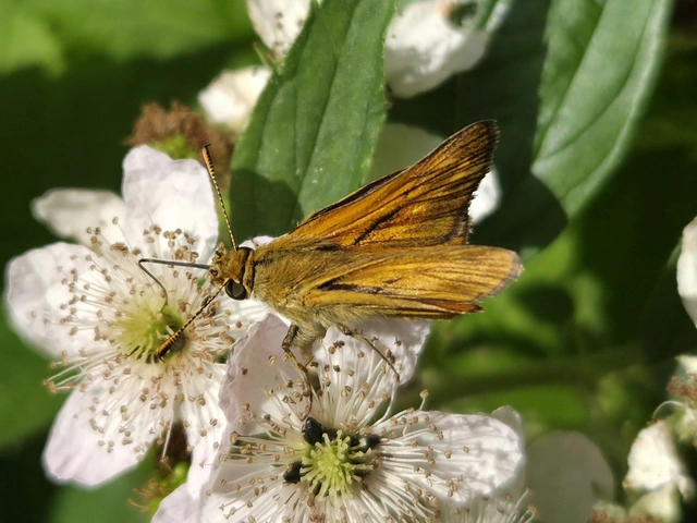 Ochlodes sylvanus - erdei busalepke
