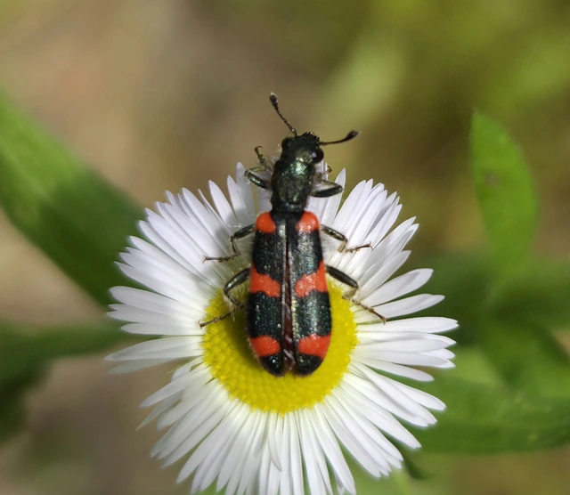 Trichodes favarius - hatfoltos méhészbogár