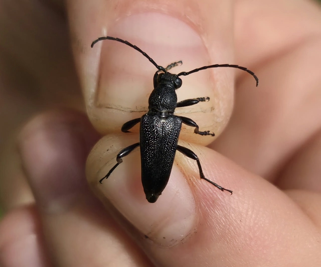 Stictoleptura scutellata - hegyi virágcincér