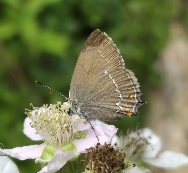 Satyrium ilicis - tölgyfa-csücsköslepke