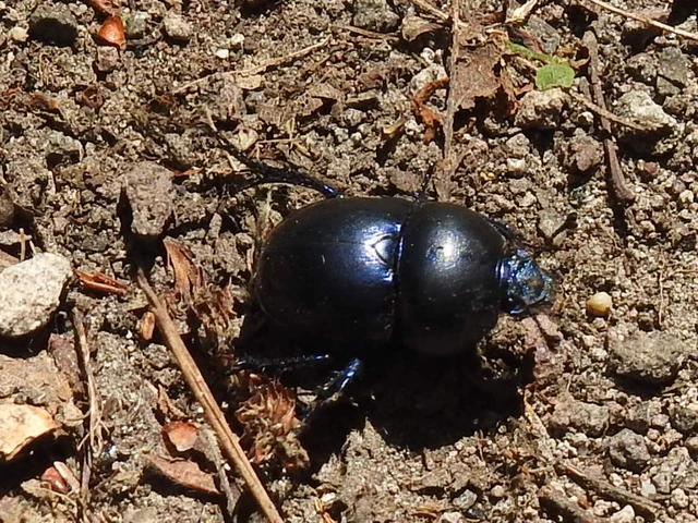 Trypocopris vernalis - tavaszi álganéjtúró