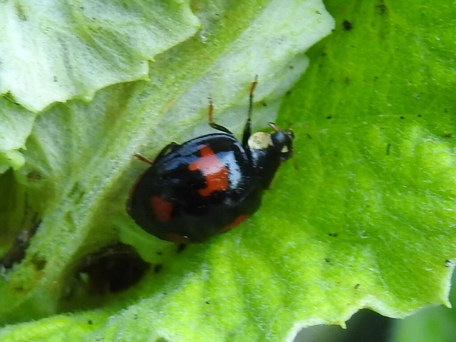 Harmonia axyridis - harlekinkatica
