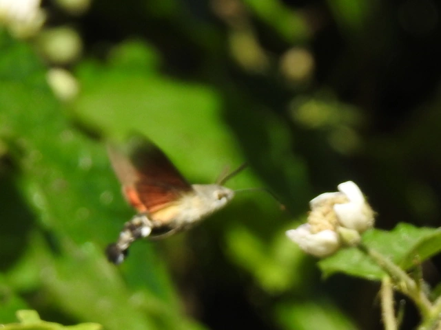 Macroglossum stellatarum - kacsafarkú szender