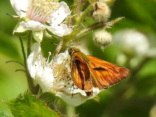 Ochlodes sylvanus - erdei busalepke