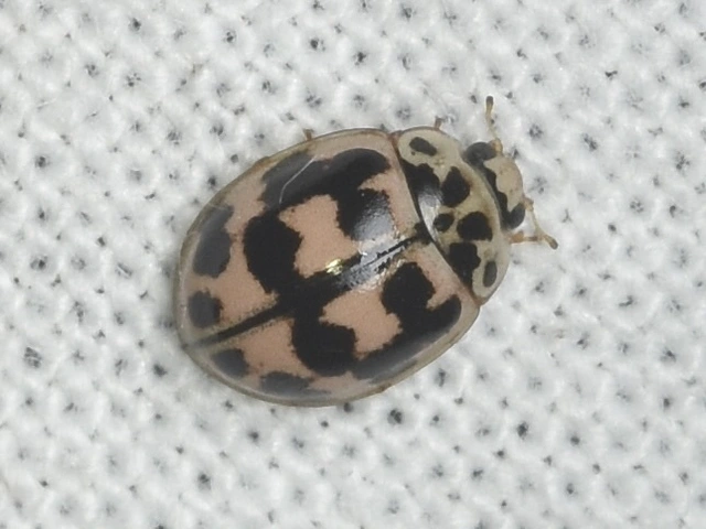Oenopia conglobata - rózsás katica