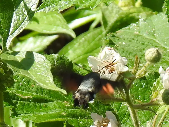 Macroglossum stellatarum - kacsafarkú szender