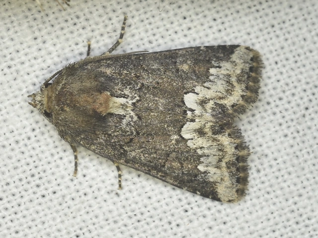 Oligia strigilis - kormos dudvabagoly