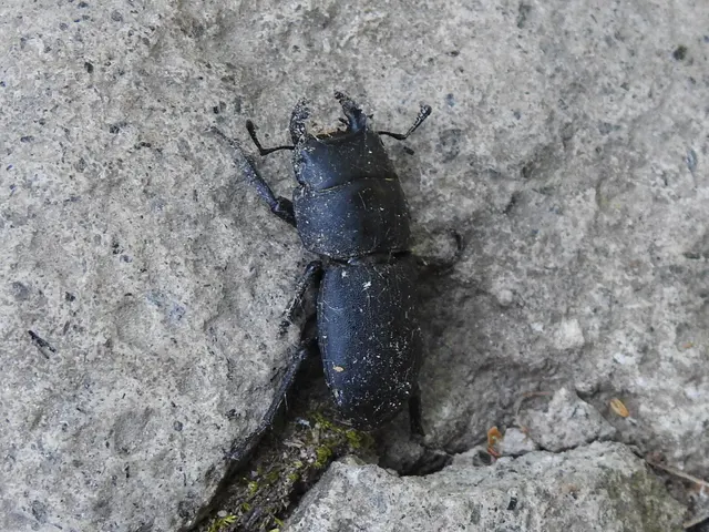 Dorcus parallelipipedus - kis szarvasbogár