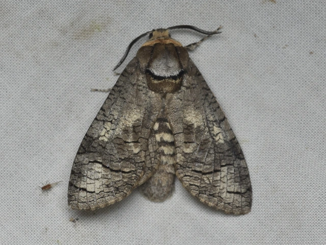 Cossus cossus - fűzfarontólepke