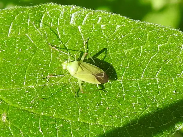 Calocoris affinis Calocoris affinis