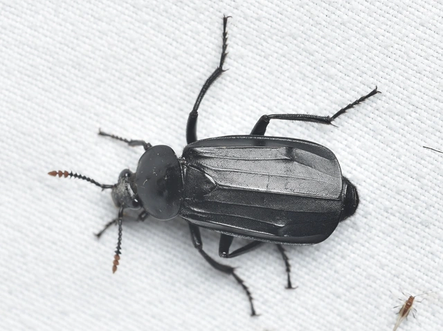 Necrodes littoralis - nagy dögbogár