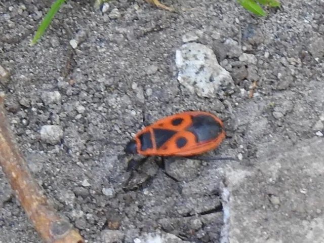 Pyrrhocoris apterus - verőköltő poloska