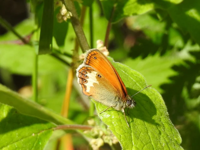 Coenonympha arcania - fehéröves szénalepke