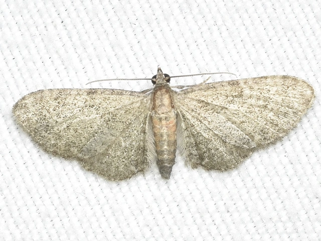 Eupithecia haworthiata - rozsdástestű törpearaszoló