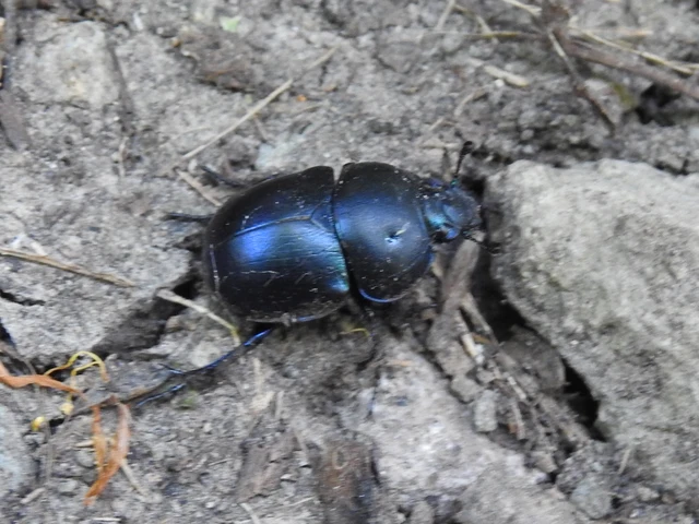 Trypocopris vernalis - tavaszi álganéjtúró