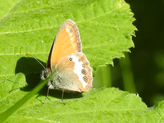 Coenonympha arcania - fehéröves szénalepke