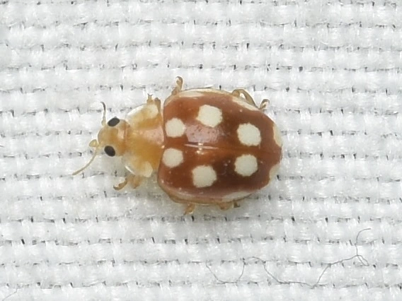 Vibidia duodecimguttata - tizenkétcseppes füsskata