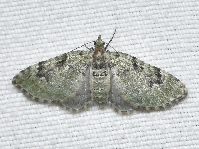 Chloroclystis v-ata - zöldes törpearaszoló