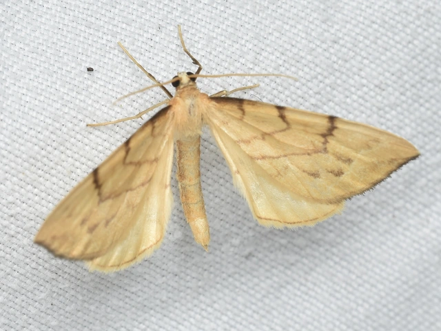 Eulithis pyraliata - sárga galajaraszoló