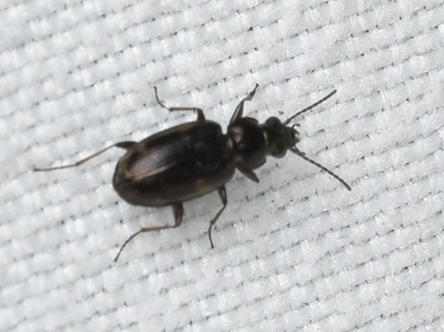 Bembidion varium - rajzos gyorsfutó