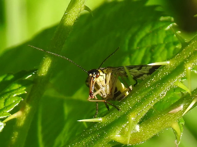 Panorpa