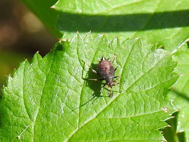 Deraeocoris