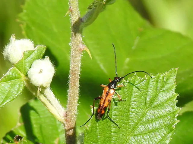 Stenurella septempunctata - hétpettyes karcsúcincér