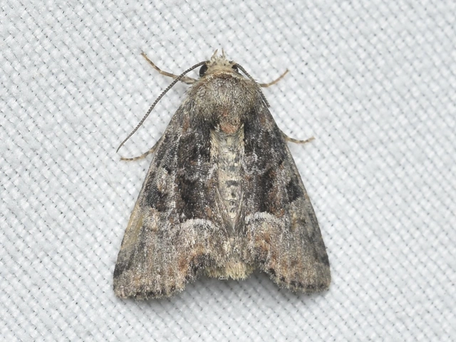 Oligia strigilis/latruncula/versicolor