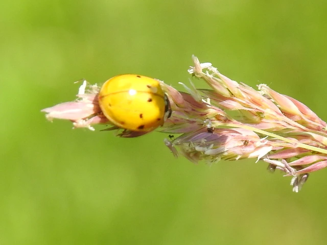 Harmonia axyridis - harlekinkatica