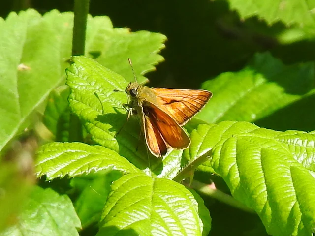 Ochlodes sylvanus - erdei busalepke