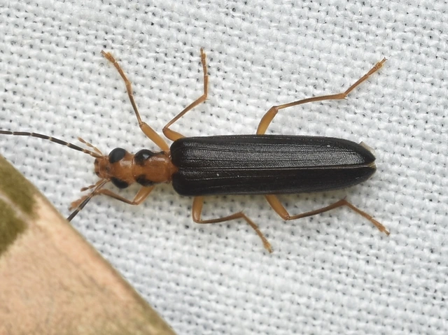 Nacerdes carniolica - karnóliai álcincér