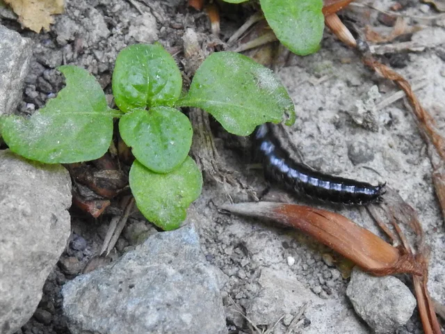 Diplopoda - Ikerszelvényesek