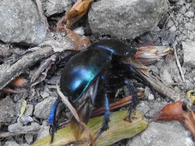 Trypocopris vernalis - tavaszi álganéjtúró