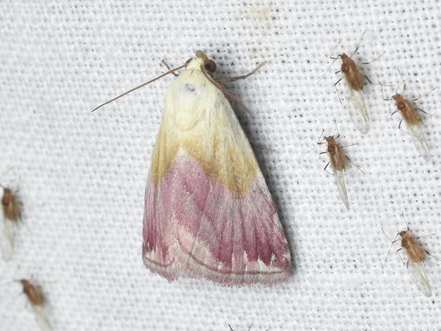 Eublemma purpurina - bíboros törpebagoly
